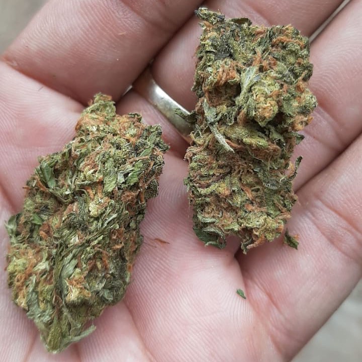 WeedStore13's tweet photo. 🌿 livraison en toute discrétion 🌿
                          👇🇫��
🔥 WhatsApp //+33753204019
🔥 Wickr // weedpaname 33
🔥 Snap // weedpaname_thug 123

#côtedazur #Velodrome #corse #paris #corsica #sainttropez #centrepompidou #Troyes #thionville #monde #gorgesduverdon #Lyon8 https://t.co/Zv5eZE3nUU