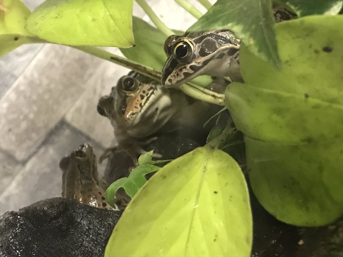 もちかえる カエル カメ飼育垢 との会議 かえる カエル トノサマガエル Frog もちかえる カエル カメ飼育垢 との会議 かえる カエル トノサマガエル Frog