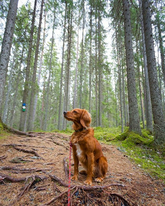 “Between every two pines, there is a doorway to a new world” John Muir •
•
•
•
•
#dogsofinstagram #hikingdogsofinstagram #hikingdogsofinsta #hikingwithdogs #explorewithdogs #dogsthathike #dogsonadventures #thegreatoutdogs #backcountrypaws #mountainlife #adventurewithdogs…