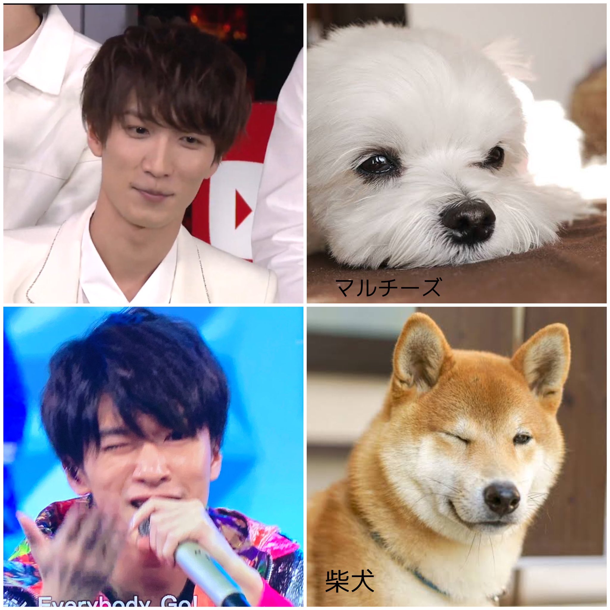 つむ Snowmanを犬で例えてみた 出来る限りにとるの探した じーこはリプ欄におる Snowman 深澤辰哉 岩本照 阿部亮平 佐久間大介 宮舘涼太 渡辺翔太 向井康二 目黒蓮 ラウール つむ Snowmanを犬で例えてみた 出来る限りにとるの探した じーこはリプ欄におる Snowman 深澤辰哉 岩本照 阿部亮平 佐久間大介 宮舘涼太 渡辺翔太 向井康二 目黒蓮 ラウール