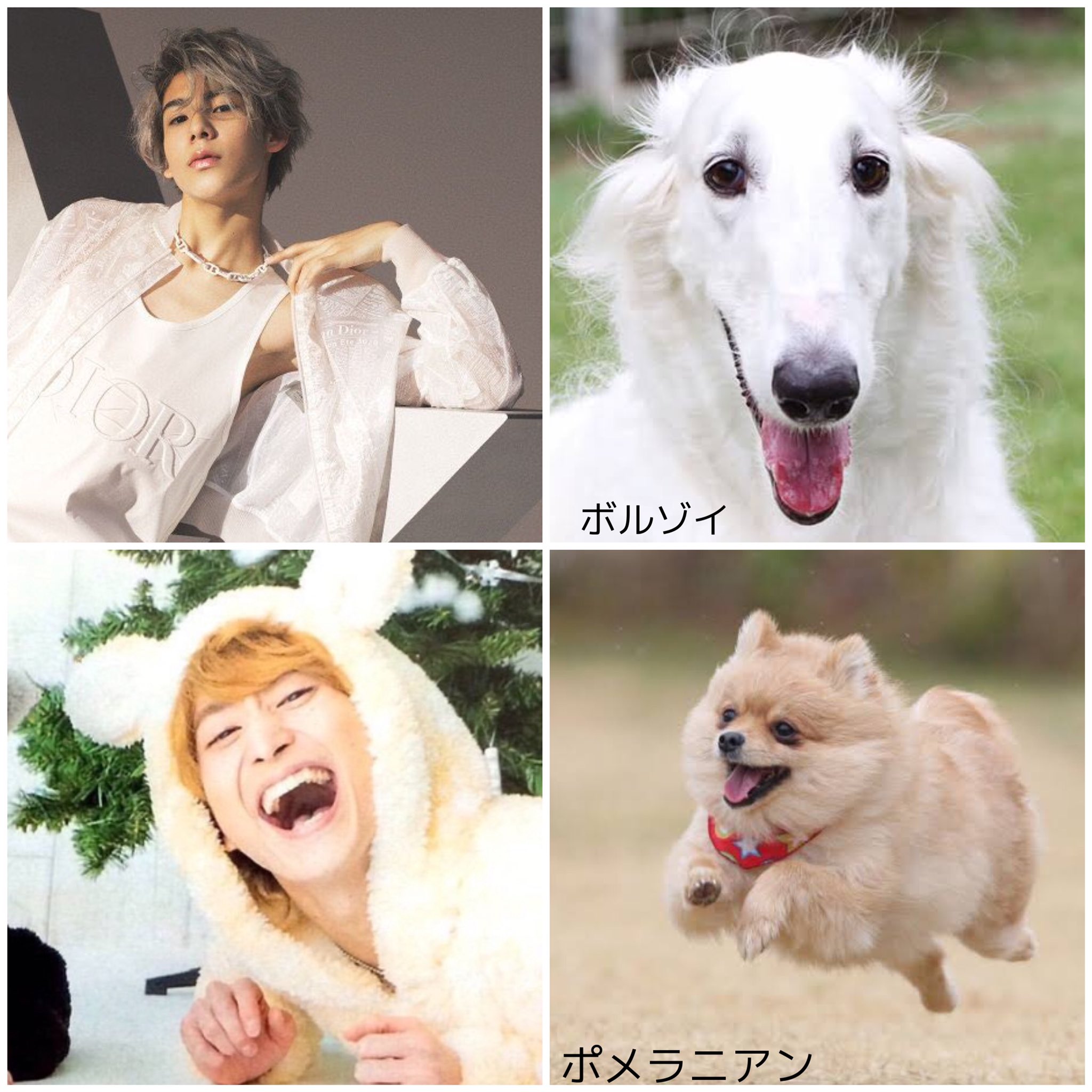 つむ Snowmanを犬で例えてみた 出来る限りにとるの探した じーこはリプ欄におる Snowman 深澤辰哉 岩本照 阿部亮平 佐久間大介 宮舘涼太 渡辺翔太 向井康二 目黒蓮 ラウール つむ Snowmanを犬で例えてみた 出来る限りにとるの探した じーこはリプ欄におる Snowman 深澤辰哉 岩本照 阿部亮平 佐久間大介 宮舘涼太 渡辺翔太 向井康二 目黒蓮 ラウール