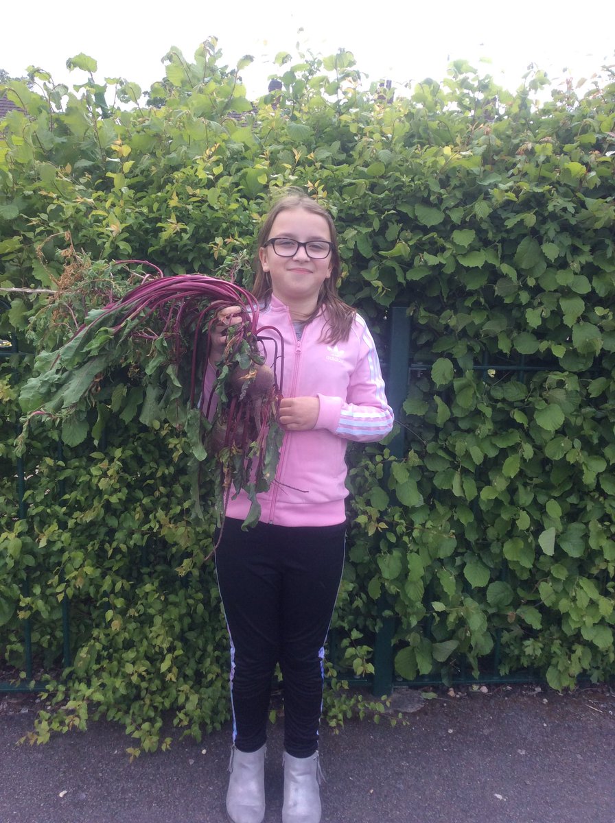 PrincethorpeJun's tweet photo. Check out the beetroot that we have been growing in our school garden! https://t.co/k0pDNkGapS