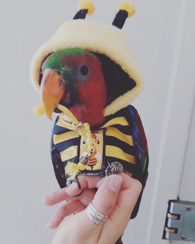 babesinthehood1's tweet photo. Just an electus in a bumble bee outfit to start your day πππ» For all your parrot outfits visit https://t.co/YCJuQJd89k #Electus #Bird #parrot #Bumblebee https://t.co/VHPuQBAx9t
