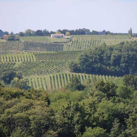 Découvrez Régis Chaigne, <a href="/rchbx/">Regis Chaigne</a> , Vigneron dans l'Entre-Deux-Mers qui nous parle de son métier et de Marie-Louise, sa grand-mère
 blog.caveasy.com/2020/05/11/reg…
#Collectif21 cc <a href="/AveineFR/">Aveine</a>