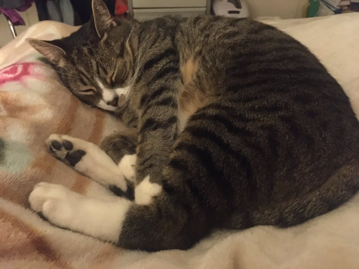 meepimaud's tweet photo. #TigerUpdate 😻 https://t.co/P9ptjp4JmB