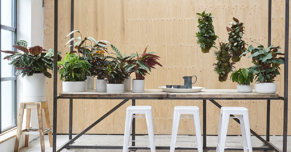 Calathea-Valstar tweet media