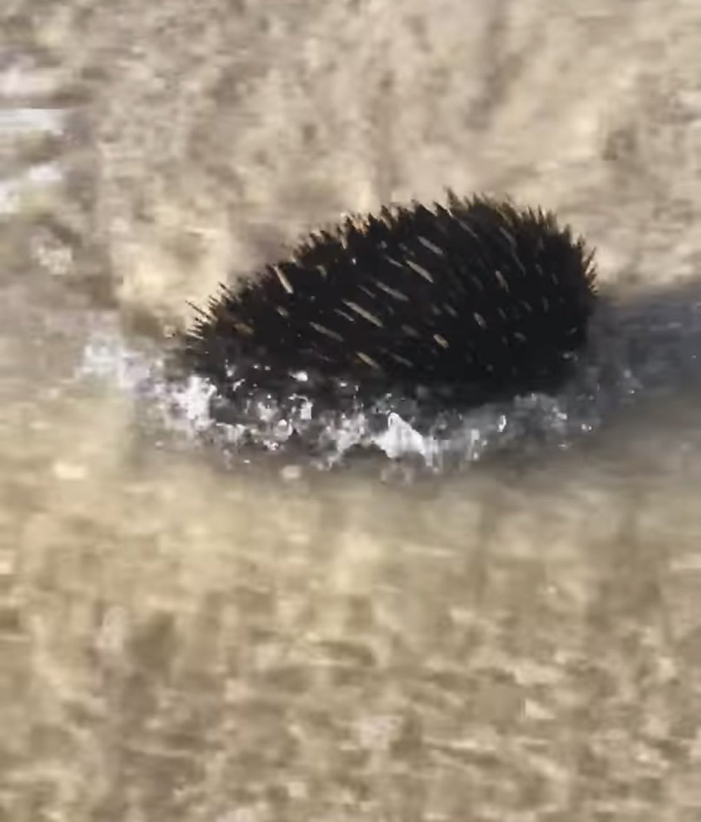 On a beach walk this arvy, incredibly lucky to see this little one having a roll in the sea! They happily went back in for more, plenty of times, ignored us, looked about, then waddled back up the beach into the bush - absolutely magical.