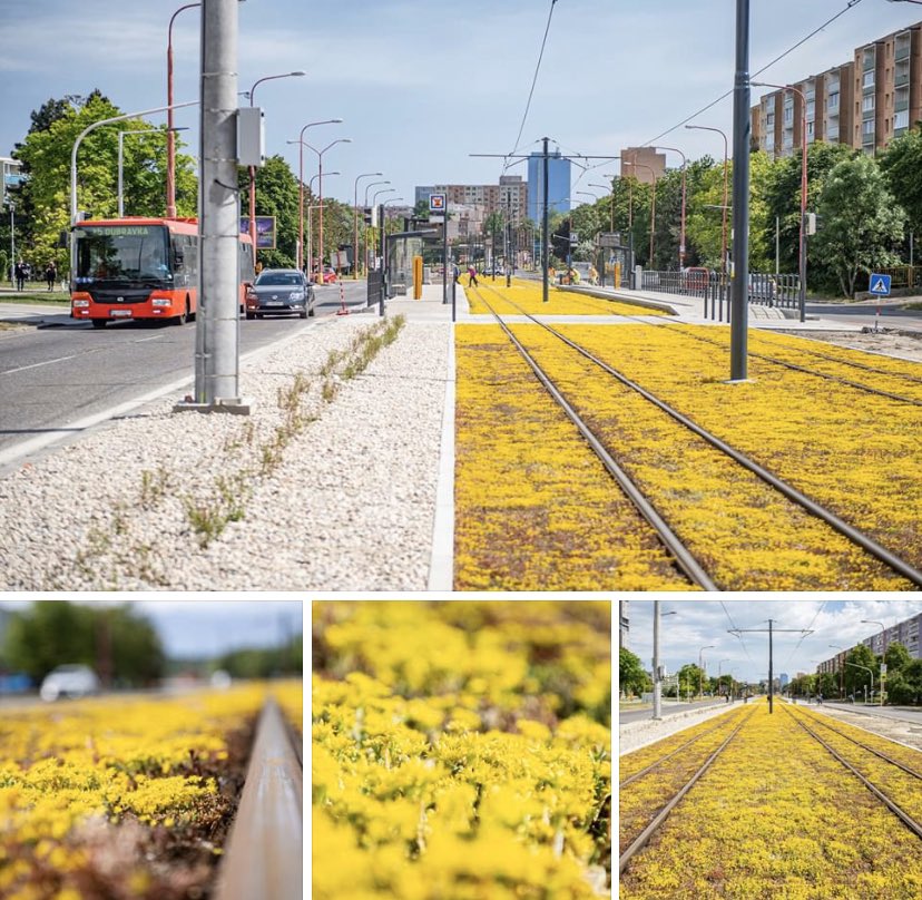 #Bratislava tram tracks now breathing & adding color to the #city with low maintenance succulents 👍#GreenMobility #SmartCity #EcoCity #SolveDifferent #SaveThePlanet #Slovakia #PublicTransport #GoGreen #EUGreendeal