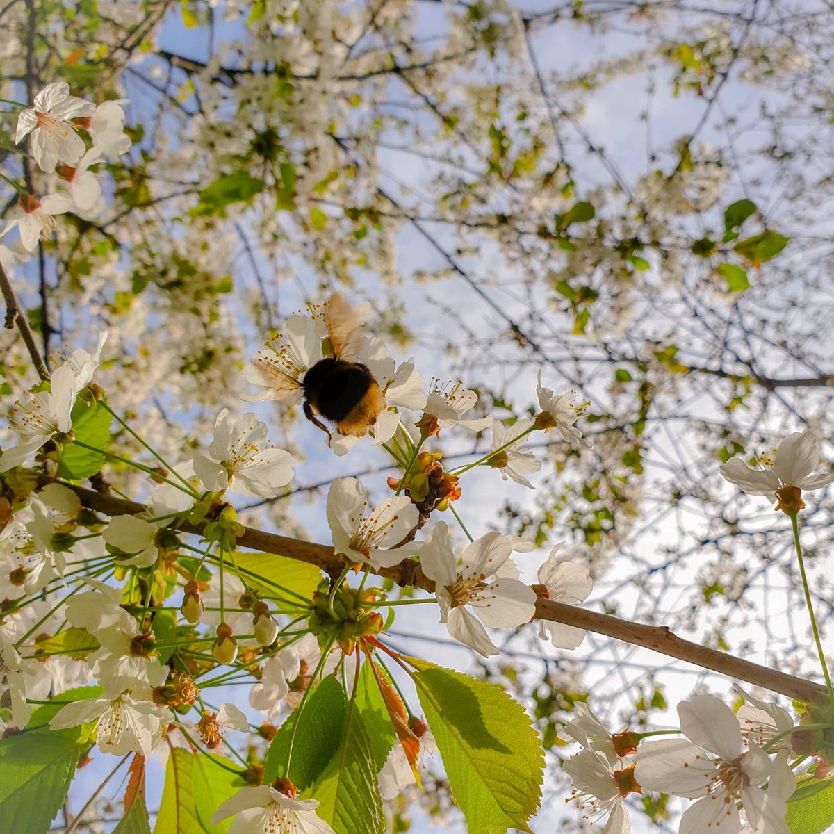 TheSavvyStoic's tweet photo. "What does not benefit the hive does not benefit the bee either."โMarcus, Aurelius, Meditations โค๏ธ
#Stoic #Stoicism #PhilosophyStudent #AncientPhilosophy #ClassicsStudent #ThisIsMine #Spring #Bee #Flowers #Nature #AmorFati #Community #TheWhole #Postive https://t.co/u54pefrQhU