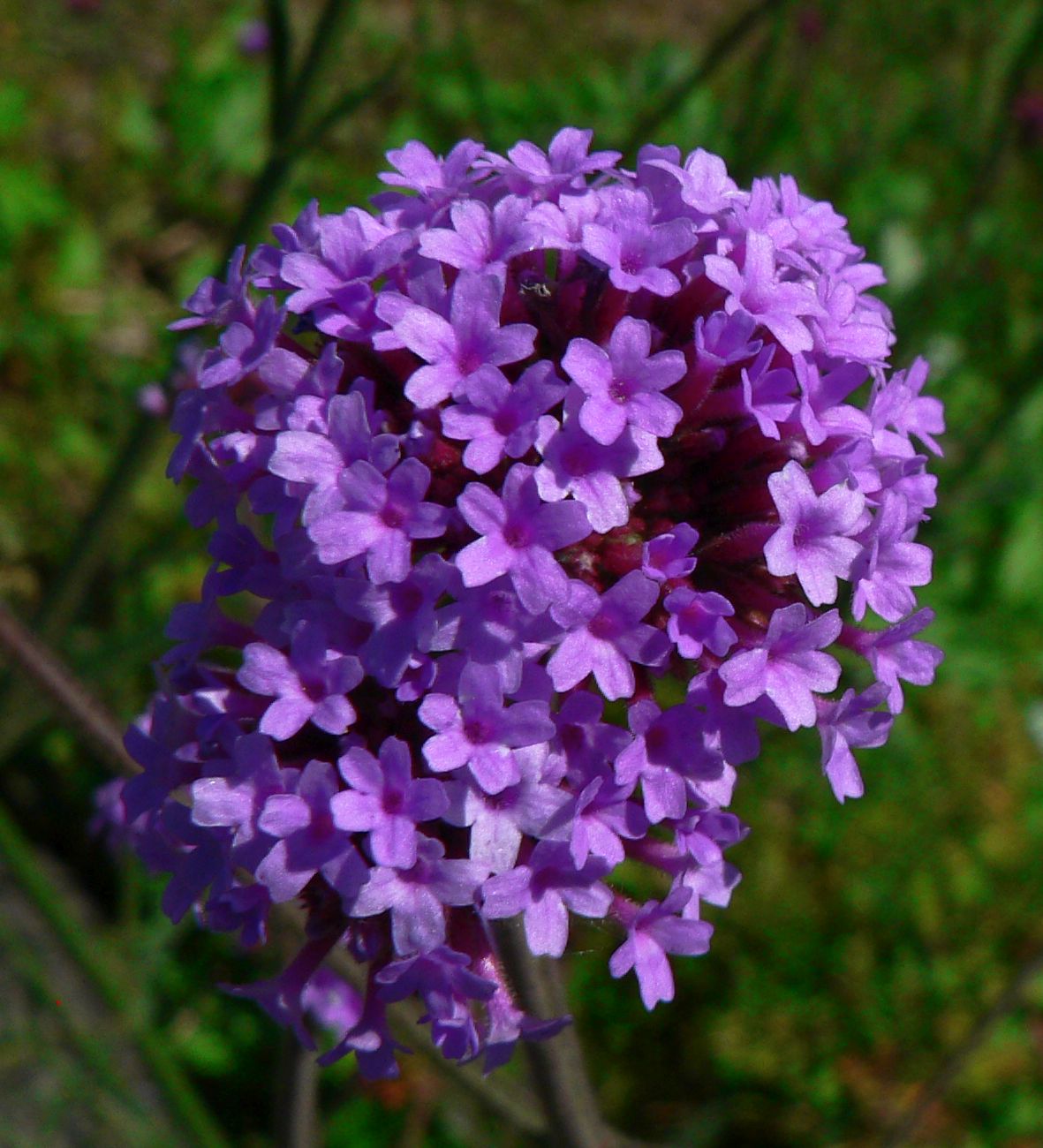 こころんグリーン 道路脇にヤナギハナガサのブルーの花が開いています 小さい花がたくさん集まって 丸い花を形作っています 可愛らしい花となって咲き誇っています ヤナギハナガサ ブルー 小さい花 丸い花 初夏の花 初夏 山野草 野草 園芸