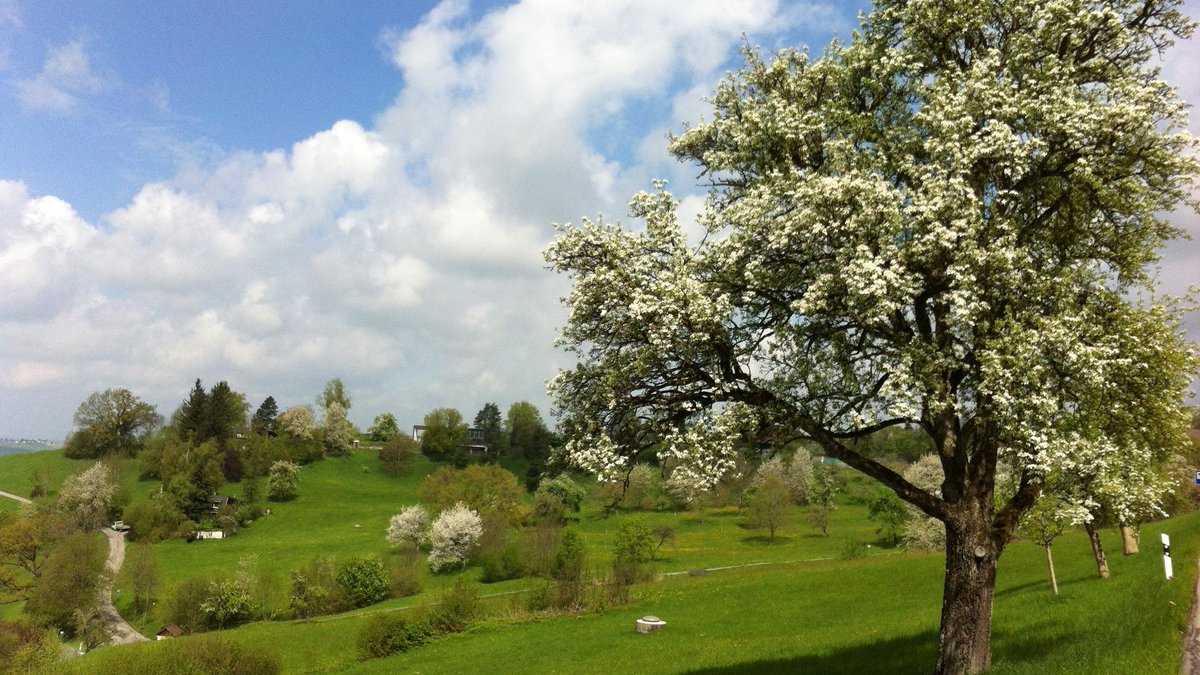 MichaelRaissig's tweet photo. Great PhD opportunity @ETH with Graham Dow @gdow3 to study climate resilience of apple production systems - interdisciplinary approach combining socioeconomics, ecophysiology, environment and plant science @MolecPlantBreed https://t.co/frhJlOmZWo Bonus: exploring Switzerland https://t.co/Oz3ymX4NDY