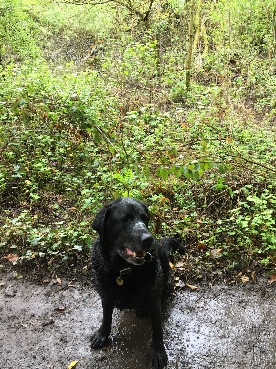 MiddleNightTale's tweet photo. Episode 2 OUT NOW https://t.co/zXv4uyqpTK
@shewantsadog Take a walk to hear small stories and find a sense of the sea. In Birmingham. With a dog. #podcast #storytelling #stories #canal #alwaysthesea #staysafe https://t.co/EAFQ3L3T1D