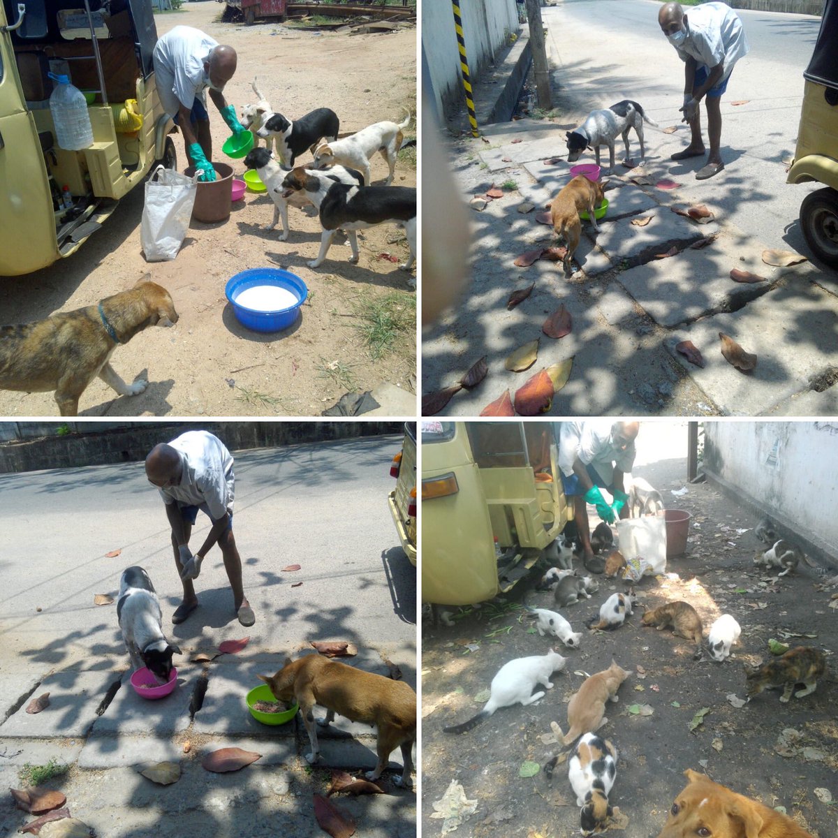 EmbarkLK's tweet photo. Deepal has been feeding the street dogs and cats around Nawala, Naranhepita for the last 19 years. Would you like to support Deepal by donating towards this wonderful cause? 

Deepal Wijeweera  
8220028403  
Commercial Bank Narahenpita

#embark #streetdogs #loveastreetpooch https://t.co/RDn1GTHO6k