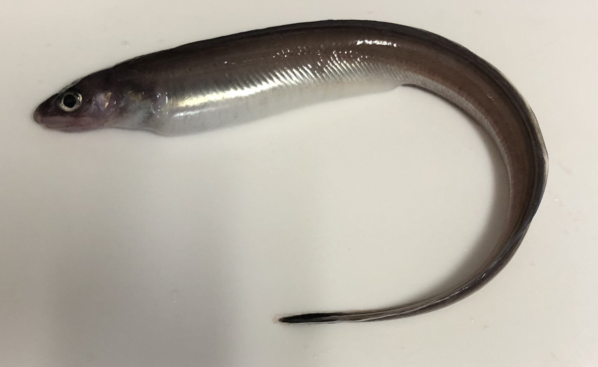 تويتر さかな芸人ハットリ على تويتر 魚に詳しい方 深海魚に触れる機会の多い方に質問です ギスの浮き袋 がグアニンで金色なのは有名ですが 他の魚で似たような浮き袋を持っているのを確認された方いらっしゃいますか 以前釣ったホラアナゴ属の魚とオキアナゴが