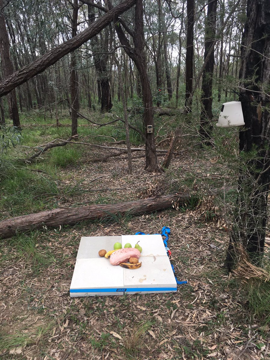MaikenLand's tweet photo. Hands down of the weirdest trials I have ever set up. In my research area that’s saying something! #Whatsinyourfridge? 👩🏽🔬🍏🍌🍐🥩🥔 #controldisaster #massdisaster @UTSTaphonomy @UTSResearch @CFS_UTS https://t.co/VAlDbldYnb