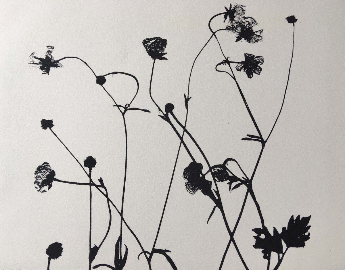 JacquiDoddsArt's tweet photo. 'Buttercups, Haughmond Hill' will be part of the Open Iso online exhibition @oldlockupstudio from 23rd May - 14th June #printmaking #screenprint #exhibition #art #contemporaryart #artists #screenprinting #printmakers https://t.co/fHlMzMJuki