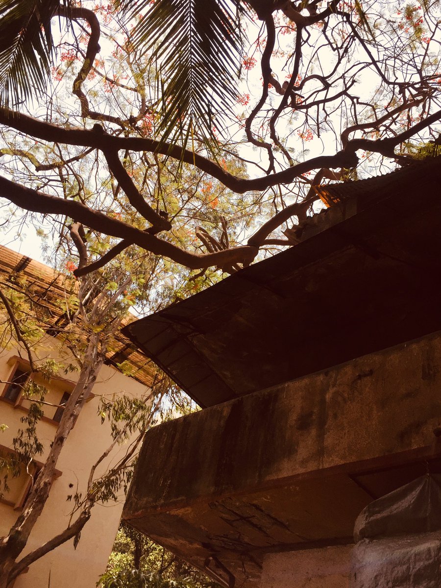 ahmadx's tweet photo. @mybmcWardME @mybmcWardME              Sir, there is a branch of tree thats causing danger to our building.Can some body be sent to cut it Satyam Industrial Estate opp Malhotra Towers ,off BKSD Marg Govandi East https://t.co/Ut0qmD0xgq