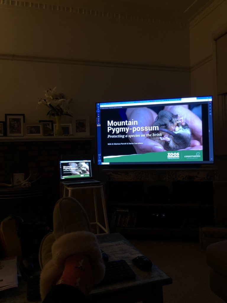 jareen's tweet photo. Settled in and can’t wait for @drmparrott @ZoosVictoria #fightingextinction https://t.co/KtNSA6Xiwh