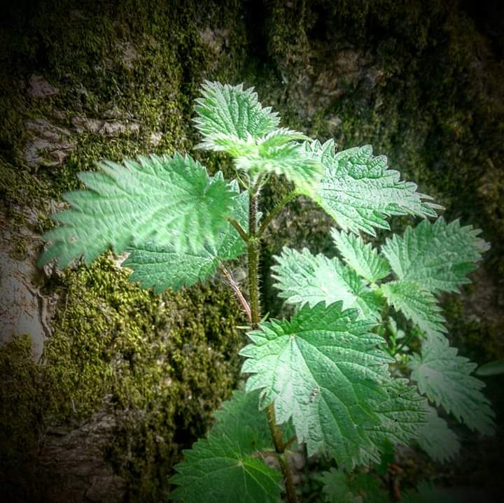 BlairvadachStew's tweet image. Day 5 - Stinging Nettles (treat like spinach, get some popeye guns)

#7DaysOfNature 

#nomnomnom

My theme - #EdibleScotland

#FoodForFree #Foraging #Nettles