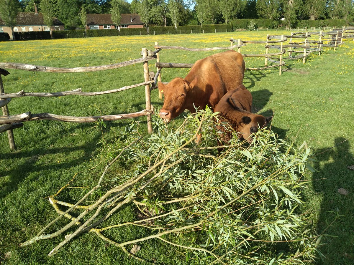 FairCloseFarm's tweet image. Some fresh willow fodder for the cows this morning
