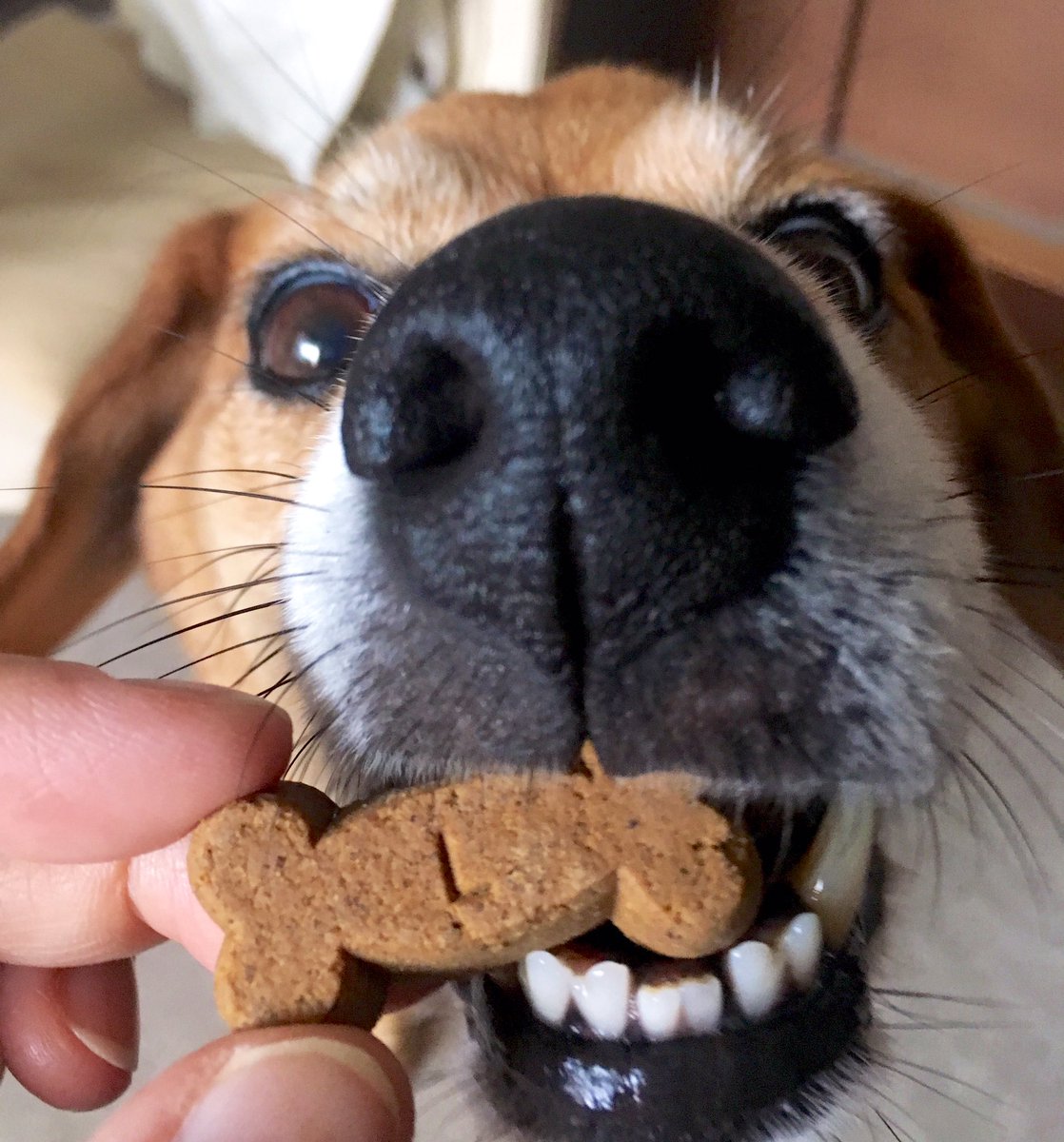 melicojp's tweet image. #snootaboop