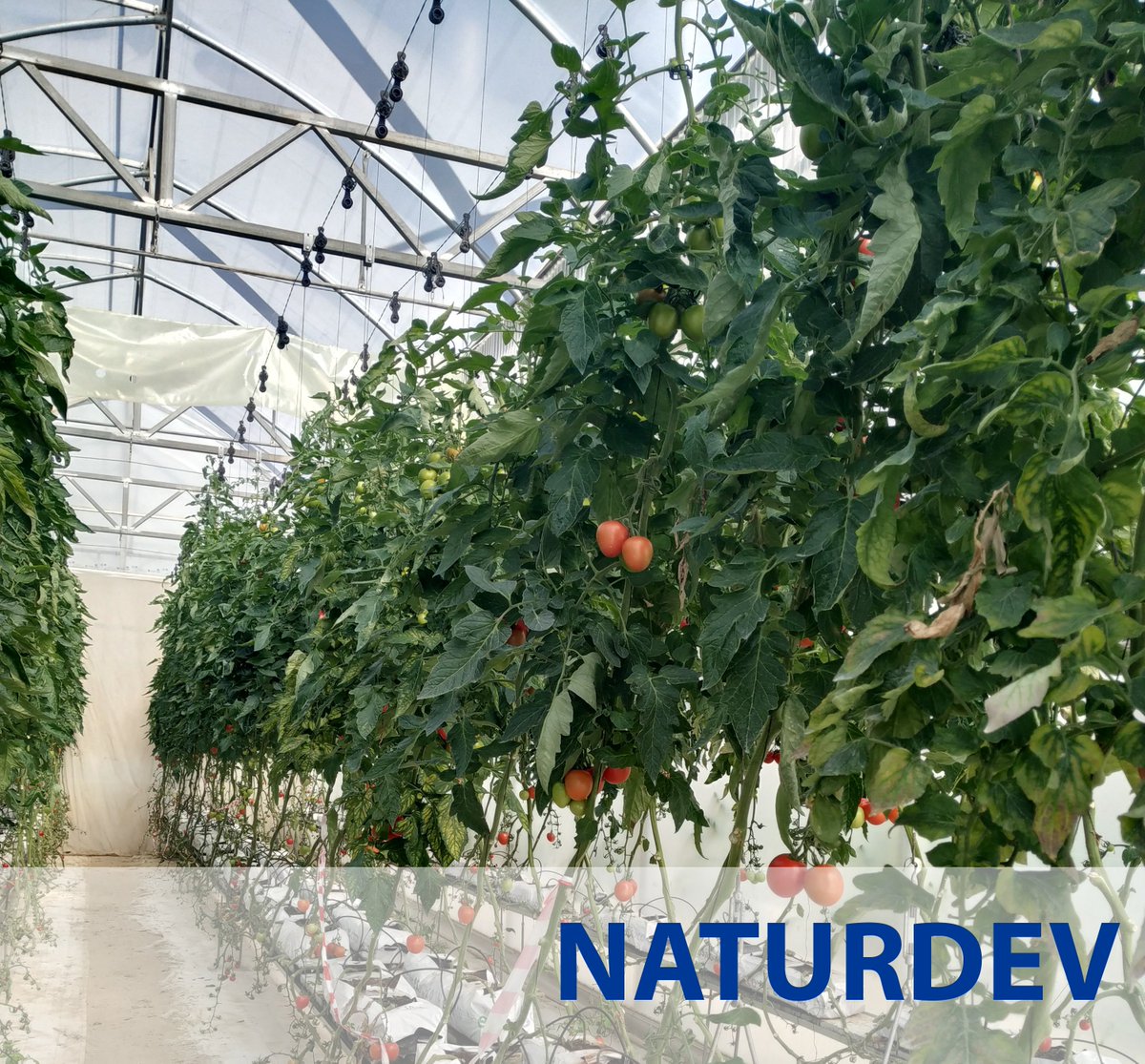 CTTecnova's tweet photo. A través del proyecto #Naturdev se trabaja para optimizar los #Rercursosnaturales reduciendo el consumo de materias primas en la producción de ingredientes, alimentos, #Fertilizantes y fragancias mediante la reutilización de #Subproductosagroalimentarios
#Tecnova https://t.co/af578USvn2
