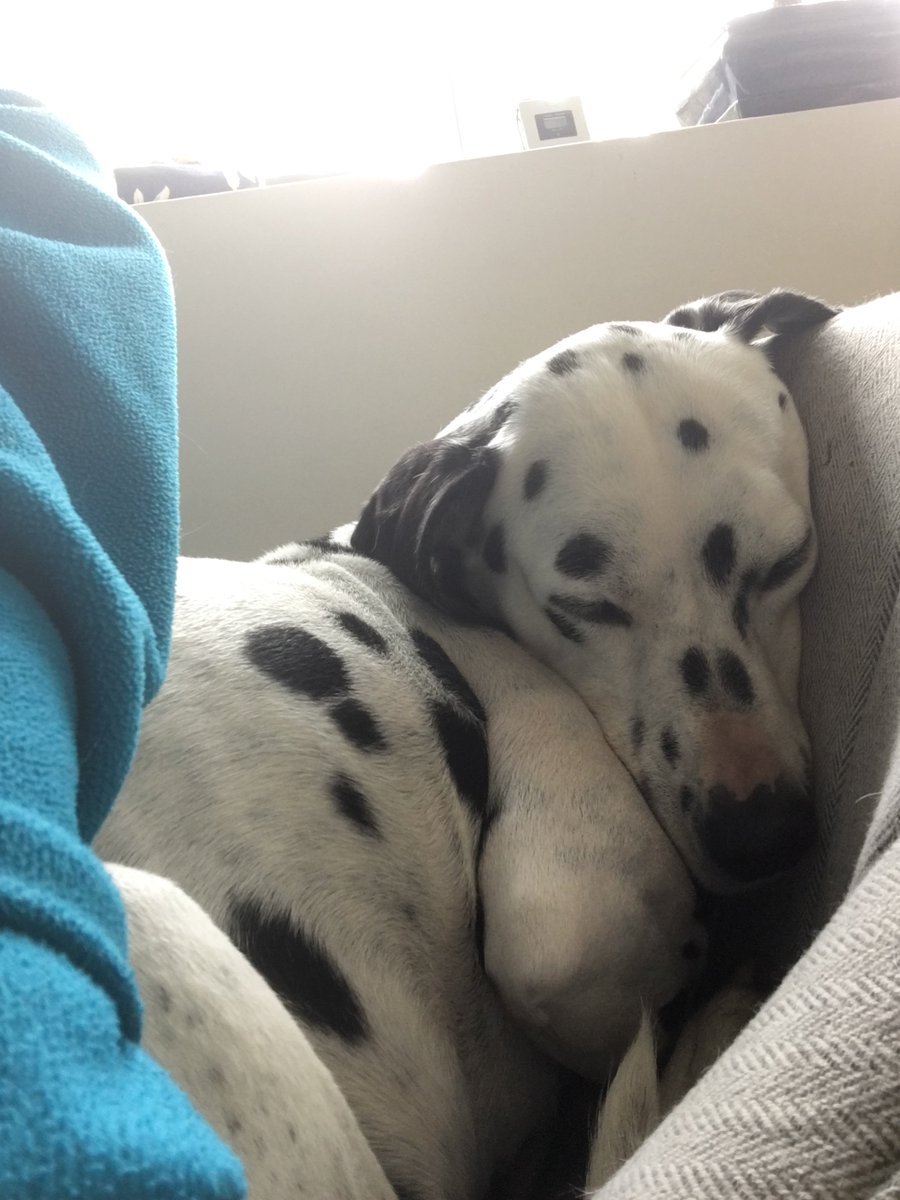 Diane_Saxon's tweet photo. Honestly, can she make herself any smaller?
#petsofinstagram #petsofisolation #lockdown #Dalmatian #petsoftwitter #dogs #Dog
@BoldwoodBooks https://t.co/m0MVuIS1MS
