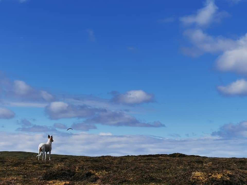WalksUk's tweet photo. Me n jet made the most of it! We spent the entire day circling the island! Looking for anything interesting that may have washed up that I could use!, I decided to throw in a day of long walking here n there as not to struggle when I start again!
#chriswalkstheuk #jetwalkstheuk https://t.co/1SLEX5RUlx