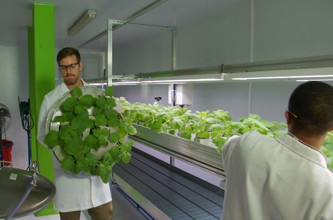 News24's tweet photo. WATCH: CT company uses plants to create antigens to test for Covid-19 | @gibbings_amy 

https://t.co/Mi39lJ6uJ5 https://t.co/Dlxj8erdog