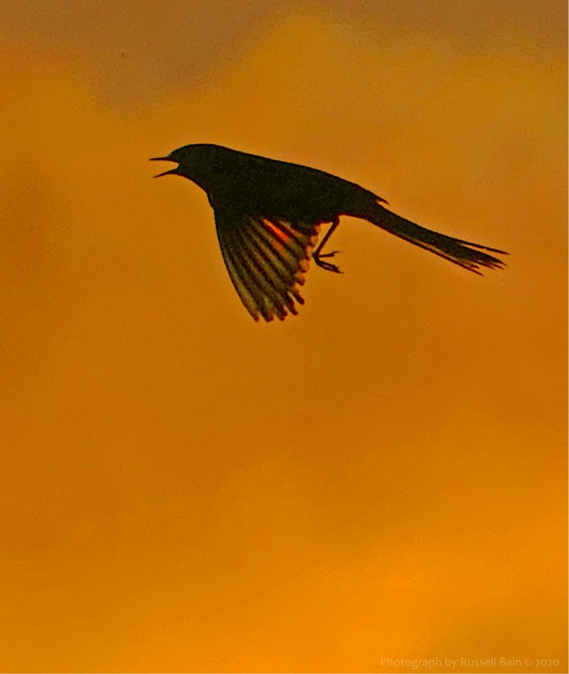 WildnessEscapes's tweet photo. Here’s the 7th picture in our series of images designed to help soothe, maintain and inspire mental health and wellbeing whilst wild and remote environments remain ‘off limits’.

Picture 7. Wagtail in flight. https://t.co/vv9J1of41G