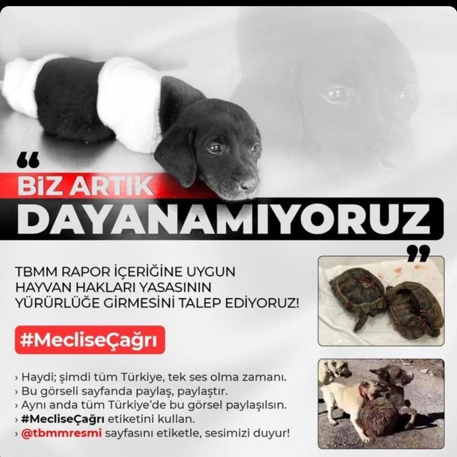 Barınak Meleği tweet media