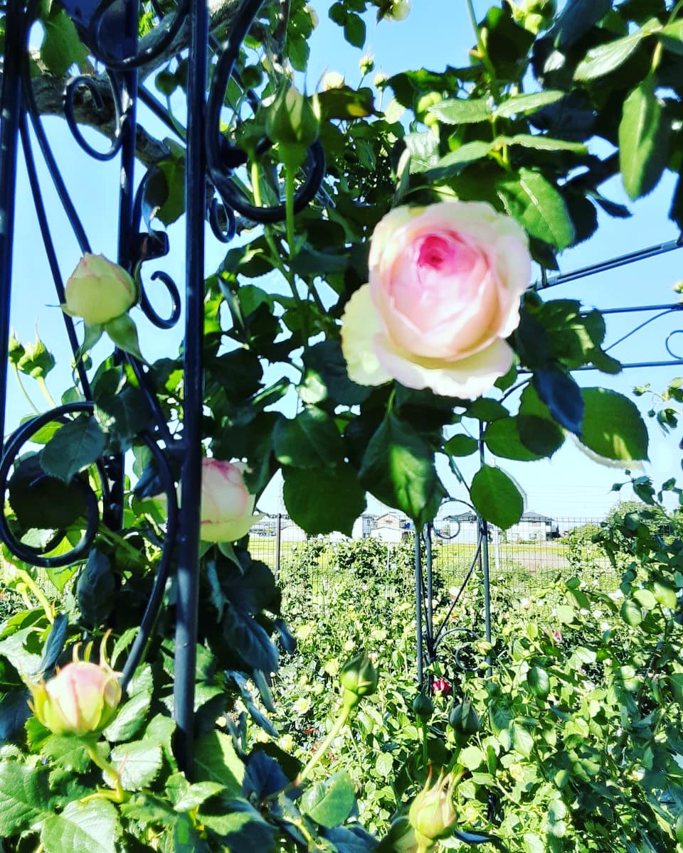 薫風ﾊﾞﾗ園 薫田工務店 一番人気のピエール ドゥ ロンサールの開花が始まりました ご注意ください 年春の薫風バラ園は閉園しております 薫風バラ園詳しくはこちら T Co Ecxgnobxzd または 薫風バラ園 で検索 薫風バラ園 桑名市