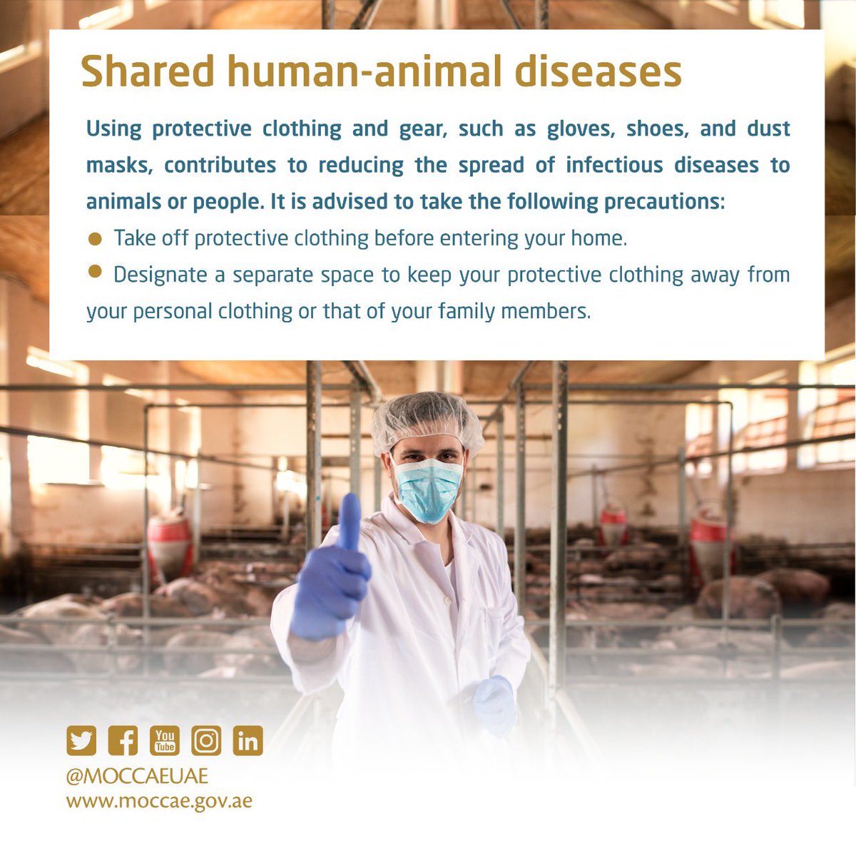 MoCCaEUAE's tweet photo. #MoCCaE in collaboration with @adafsa_gov provides a #TipsPack for the livestock breeders to help them with #AnimalEpidemicPrevention. If you know a #livestock breeder, share these tips with them now! https://t.co/2KoZxoxGA0