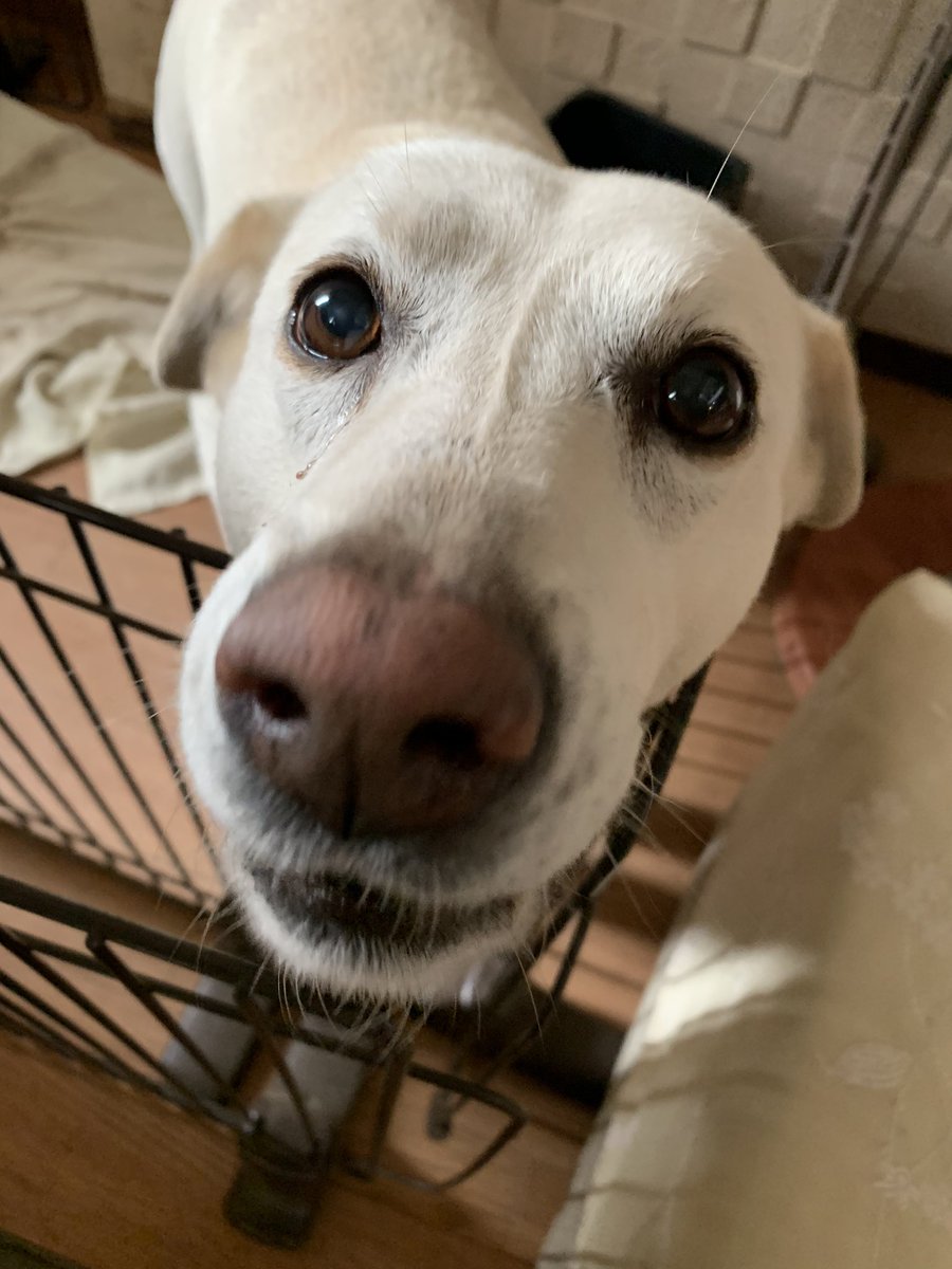 comachico55's tweet image. #snootaboop