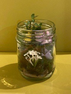 LeithP31's tweet photo. Hello P3! We hope you are having a good week and trying some of the activities on your grid. Ms Harris did a Nature Scavenger Hunt and Mrs Fraser made a garden in a jar. Thanks to our own children for their help! It would be great to see some of your work. 🐞🌼🌳 @Leith_Primary https://t.co/MbKTANjebO