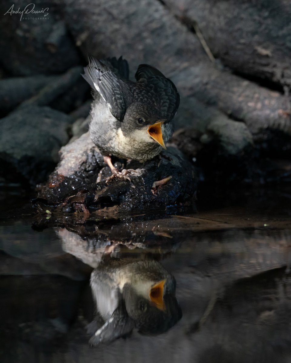 andydavis70's tweet photo. Dipper fledgling begging as an adult nears with food (best view full screen!)😀@BBCSpringwatch @SonyUK @SonyAlpha @SonyAlphaRumors @Team4Nature @iNatureUK @NatureUK @Britnatureguide @Natures_Voice https://t.co/hu0LK3uano