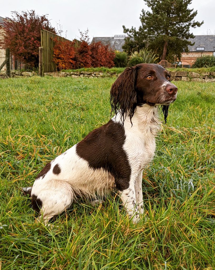 MediK9ltd's tweet photo. Happy 2nd Birthday Figgy 💕 sending our love to brothers and sisters too! Especially Luka @sporty_niknak, Belle, Skye &amp; Reggie @MerPolDogs 🐾🥳🐶 https://t.co/9eFxtmPHpn