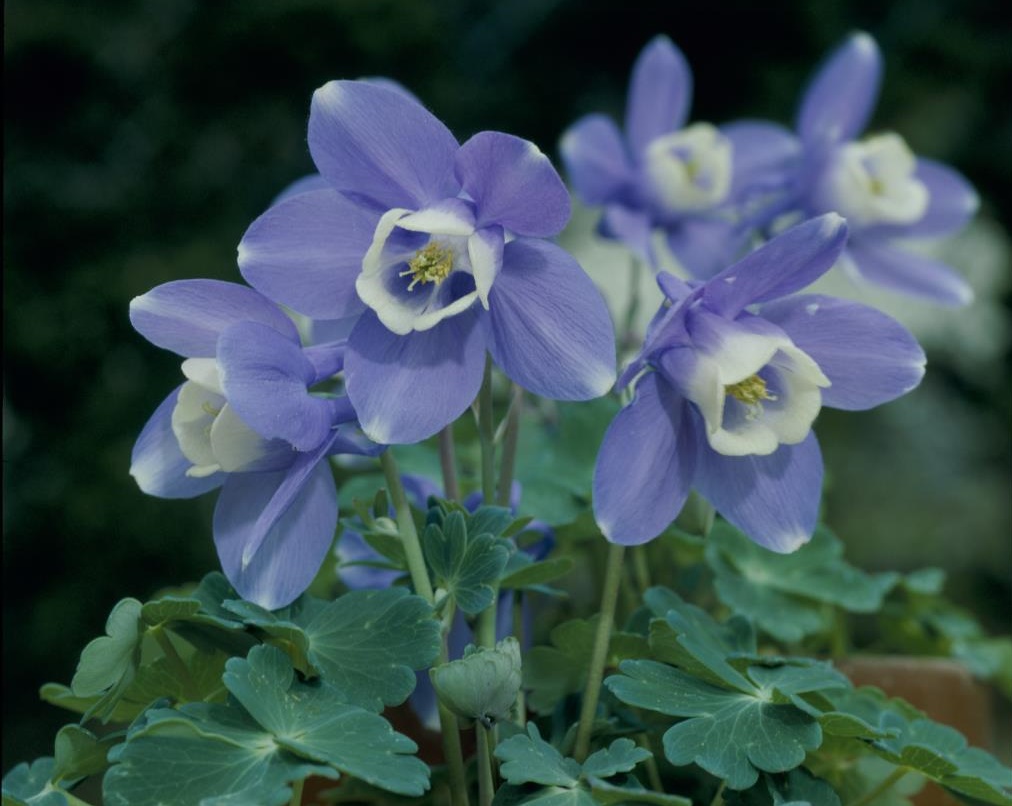 タネのタキイ通販 公式 今日の誕生花 ５月３０日は オダマキ です 花言葉 必ず手に入れる あの人が気がかり 誕生花 花言葉 オダマキ 苧環