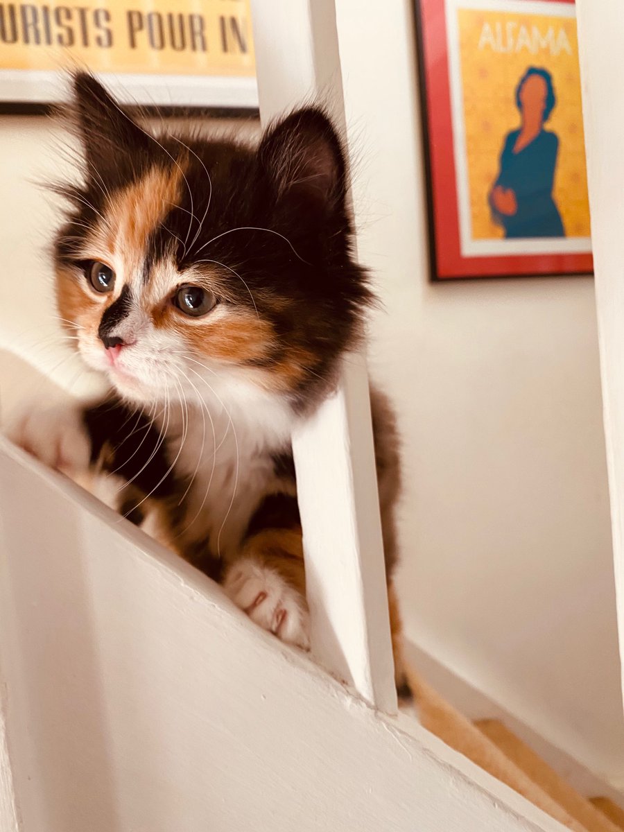 LucyCourtenay1's tweet photo. Doris is patrolling the stairs on virus-control duty. Will update you all when she finds it. #bemoredoris https://t.co/Bo9r60bqt0