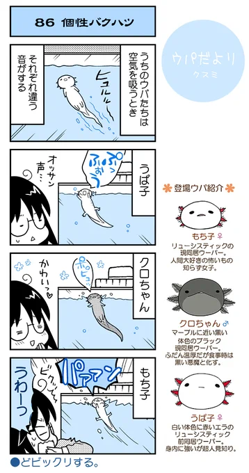 【ウパだより86】気まぐれ公開ウーパールーパー4コマ。それぞれの性格が声?にも良く出てます∋(・A・)∈。(https://t.co/5eoVFX5frc) #ウパだより #うぱ子だより #ウーパールーパー 