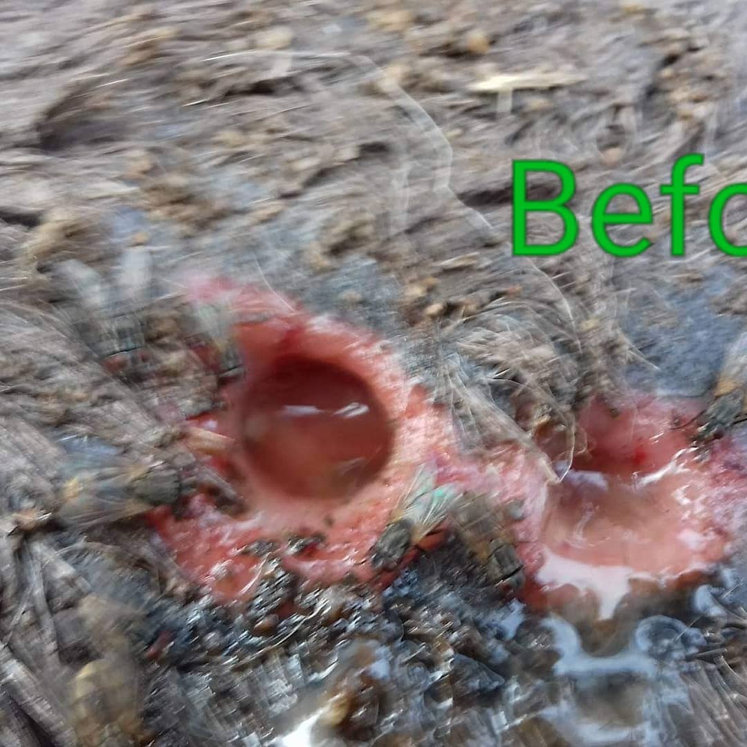 LiberiaAnimal's tweet photo. Before, during treatment and after a week of treatment of a donkey that was in pain and suffering from a chronic wound and other health problems. Thanks to our team in Guinea. 
#Donkeys #WorkingAnimals #DonkeysMatter #DonkeyWelfare #DonkeyHealth  #StopAnimalAbuse  #Veterinary https://t.co/8phKlUAGU5