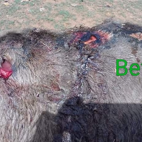 LiberiaAnimal's tweet photo. Before, during treatment and after a week of treatment of a donkey that was in pain and suffering from a chronic wound and other health problems. Thanks to our team in Guinea. 
#Donkeys #WorkingAnimals #DonkeysMatter #DonkeyWelfare #DonkeyHealth  #StopAnimalAbuse  #Veterinary https://t.co/8phKlUAGU5