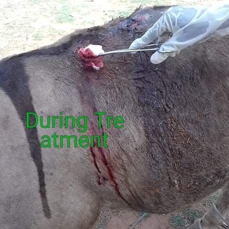 LiberiaAnimal's tweet photo. Before, during treatment and after a week of treatment of a donkey that was in pain and suffering from a chronic wound and other health problems. Thanks to our team in Guinea. 
#Donkeys #WorkingAnimals #DonkeysMatter #DonkeyWelfare #DonkeyHealth  #StopAnimalAbuse  #Veterinary https://t.co/8phKlUAGU5