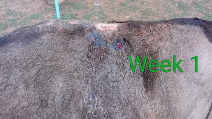 LiberiaAnimal's tweet photo. Before, during treatment and after a week of treatment of a donkey that was in pain and suffering from a chronic wound and other health problems. Thanks to our team in Guinea. 
#Donkeys #WorkingAnimals #DonkeysMatter #DonkeyWelfare #DonkeyHealth  #StopAnimalAbuse  #Veterinary https://t.co/8phKlUAGU5