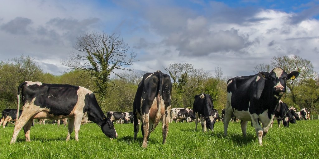 DiscoverCAFRE's tweet photo. David Mackey discuses profitable dairy production
https://t.co/UAd19eqko6
#cafre #dairyfarming #dairyproduction #diarycows #farmingni #agricutlure #agri https://t.co/WFUZK42dQJ