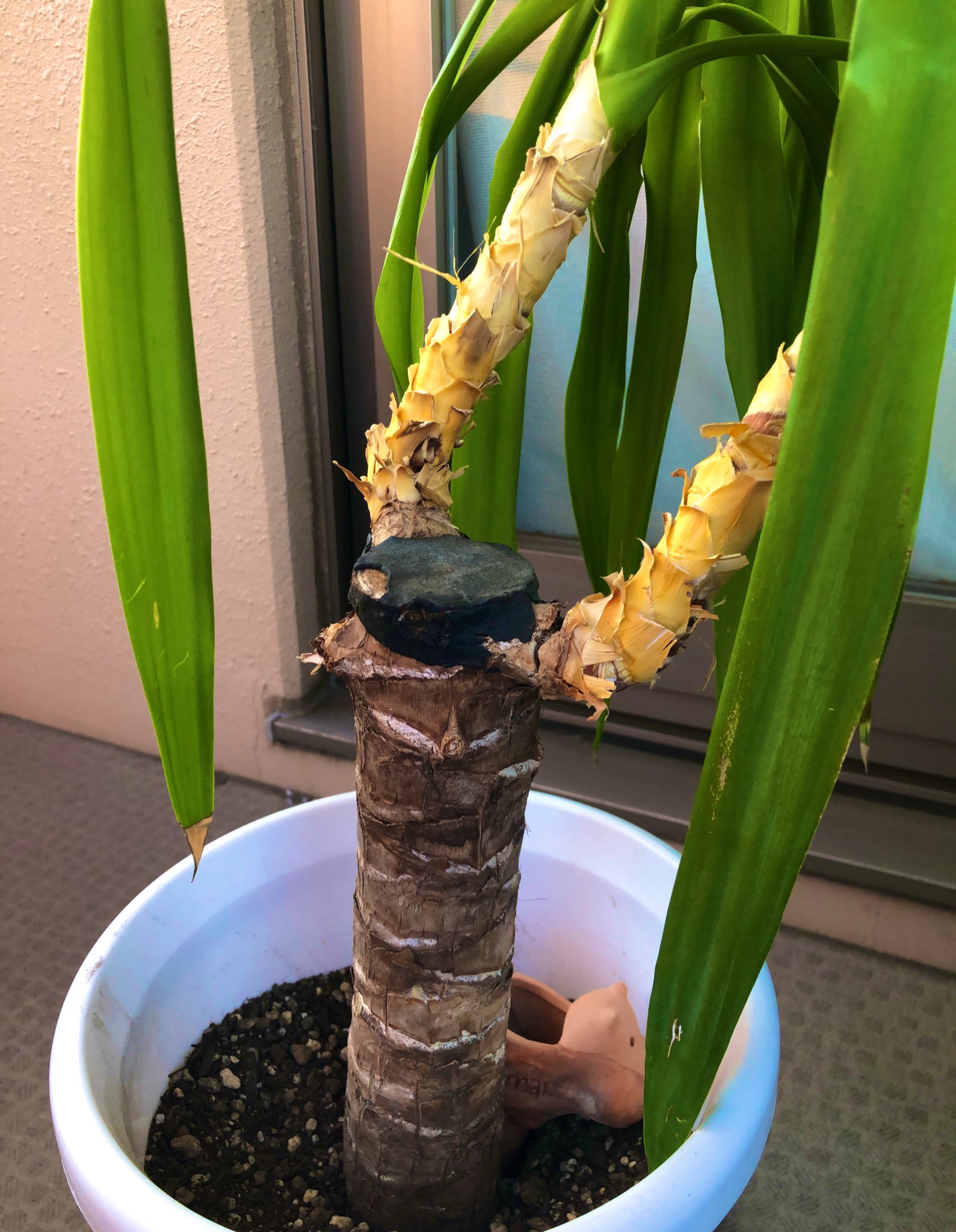 May N ユッカが斜めにめちゃくちゃ伸びちゃったんだけどどうすればいいの この茎切っても植えられないよね もう頭が重そう T Co Csncib80pz Twitter