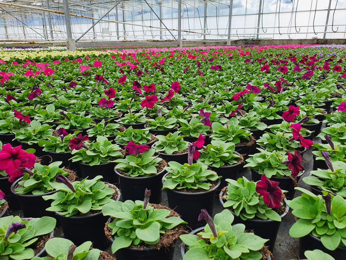 Mooi resultaat in #Petunia bij deze perkgoedteler: dankzij een compleet andere bemestingsinsteek met o.a. onze #ECOMIX4 in het substraat, bijna 40% minder hoeven remmen én een beter vertakt gewas! Nu verder finetunen 🛠 <a href="/dcmnederland/">DCM Nederland</a>