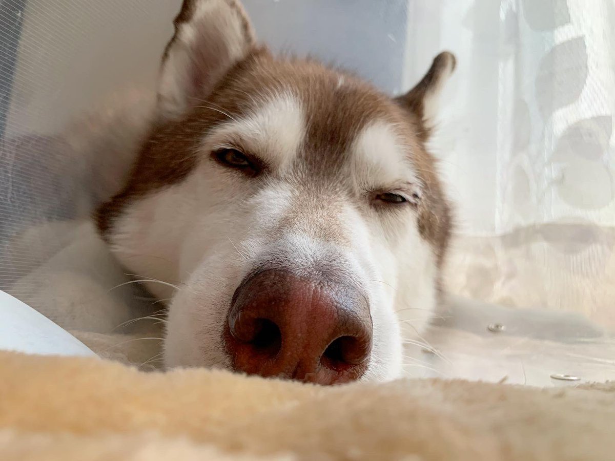 s_s_m_333's tweet image. 🐽🐽🐽🐽
#snootaboop