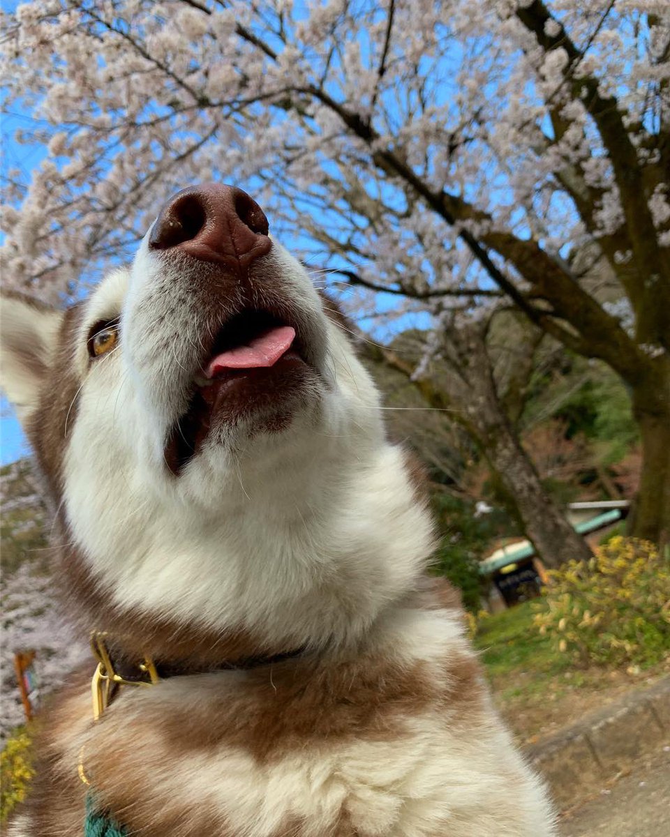 s_s_m_333's tweet image. 🐽🐽🐽🐽
#snootaboop