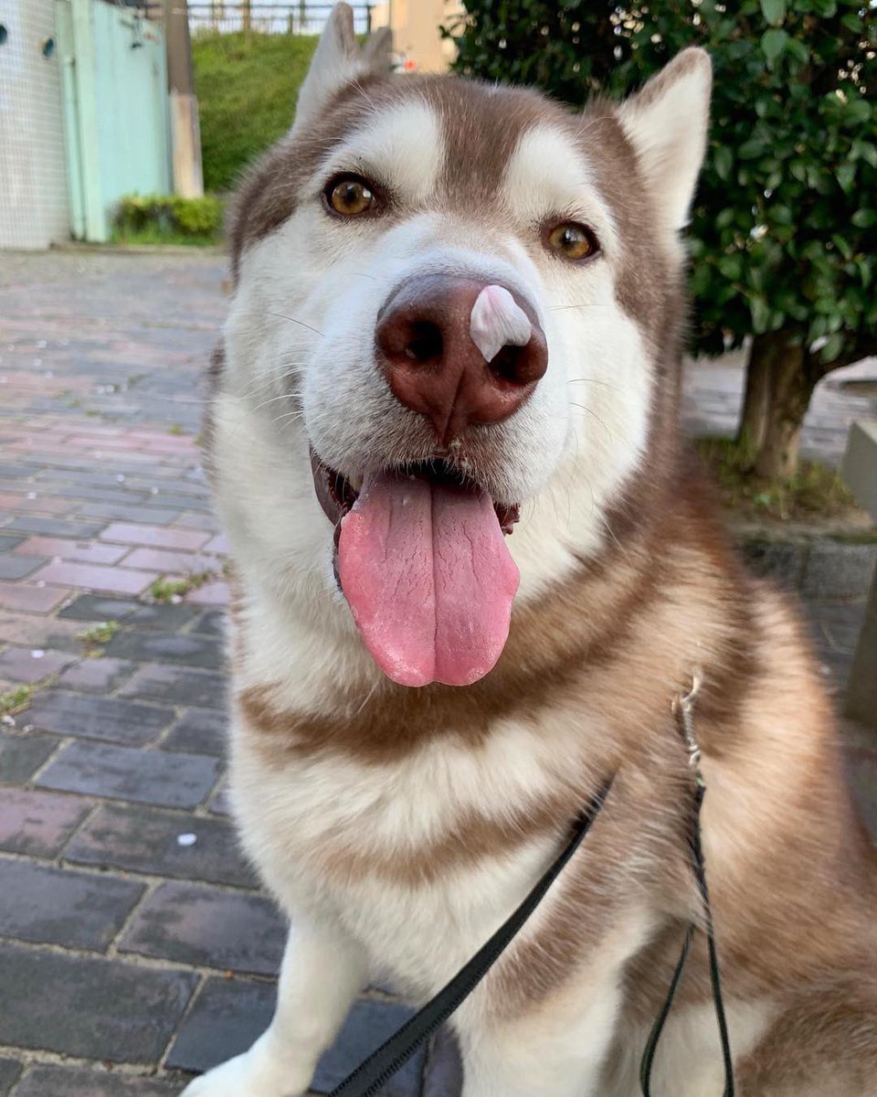 s_s_m_333's tweet image. 🐽🐽🐽🐽
#snootaboop